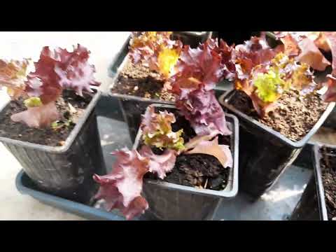 Видео: A Great Way to Grow Lettuce on a Window and Balcony Отличный Способ Вырастить Салат На Балконе