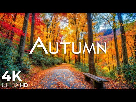 Видео: Осенний лес 4K — Расслабляющее видео о природе и звуках реки — Золотой сезон в сентябре