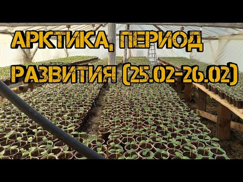 Видео: Огурец Арктика, 6-7 день от посева🌱🌱🌱