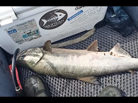 Видео: Разведка на КЕТУ , в добавок с ОКУНЯМИ..  ПОВОРОТНЫЙ...🐟🐟🐟25.09.23. Находка.