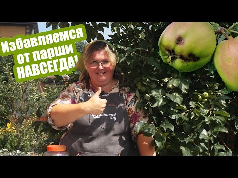 Видео: 9 недорогих и ЭФФЕКТИВНЫХ препаратов от ПАРШИ на яблоне