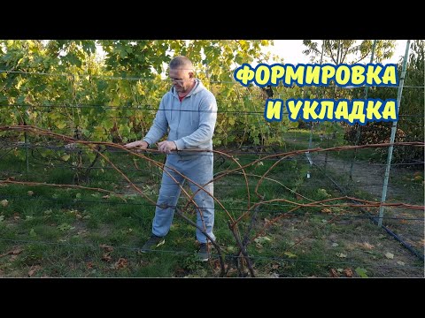 Видео: Обезка и формировка виноградных кустов.