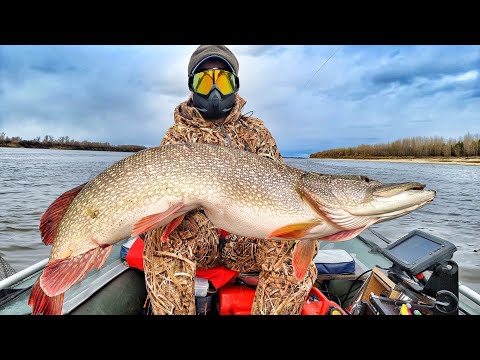 Видео: ШОК! ЩУКИ ЛЮДОЕДЫ ЖРУТ ПЕТУХОВ И ЛОМАЮТ РУКИ! Трофейная рыбалка! Siberian fishing big fish