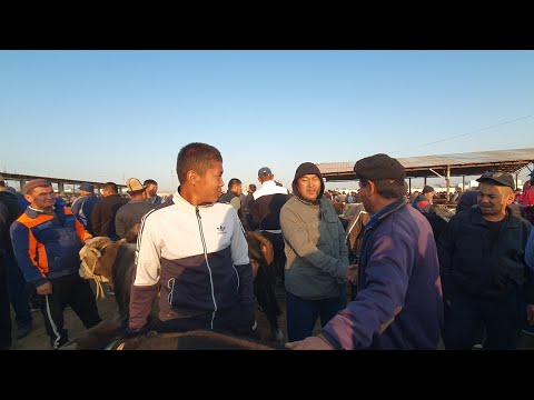 Видео: Букалар торпоктор баалары, халмион малБазары. ПОДПИСАТЬСЯ болуп колдоп коюңуздар. #кадамжаймедиа 