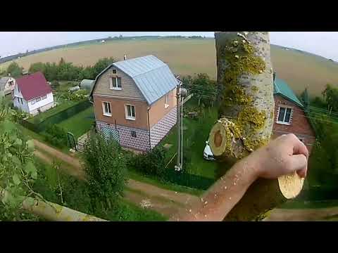 Видео: Вы еще хотите заниматься арбористикой?