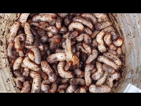 Видео: Личинка Майского Жука! ШОК! НАРОДНЫЙ МЕТОД! Как ИЗБАВИТЬСЯ от Хрущей!