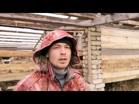 Видео: Стены в хлеву из горбыля по технологии Хай Так.