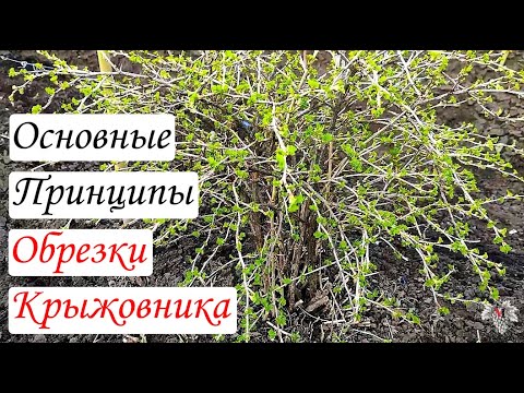 Видео: ОСНОВНЫЕ Принципы ОБРЕЗКИ Крыжовника