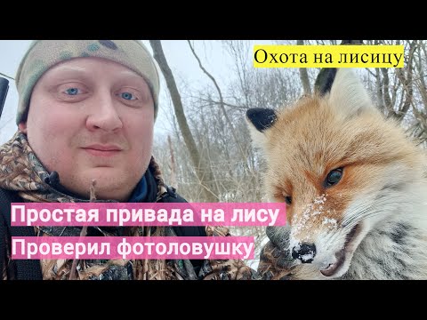 Видео: Простая Привада на Лису. Проверил фотоловушку. Охота с засидки на дереве.