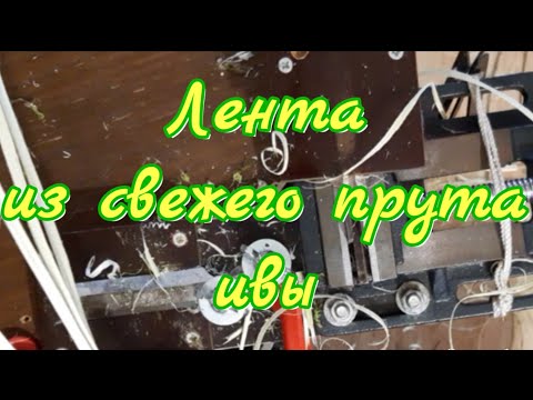 Видео: Лента из свежего прута ивы. / A ribbon made of fresh willow twig. @DeduschkaSanja