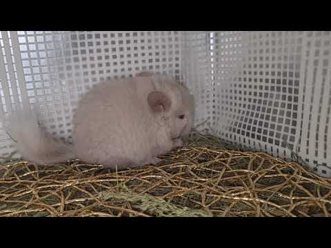 Видео: Стресс у Шиншилл! Чем может быть вызван стресс и что в этом случае делать?!
