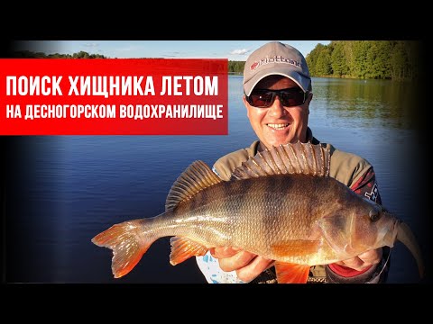 Видео: Поиск хищника летом на Десногорском водохранилище