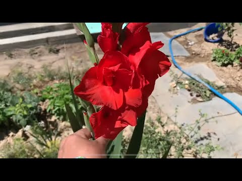 Видео: ГЛАДИОЛУСИМ. ОЧИЛДИ 😊💐🥰🍈🍈