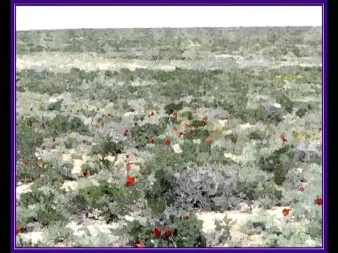 Видео: Приозерск:взгляд художника