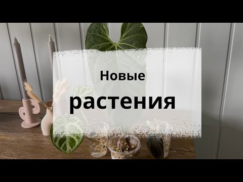 Видео: Покупки растений//Открываем посылки вместе
