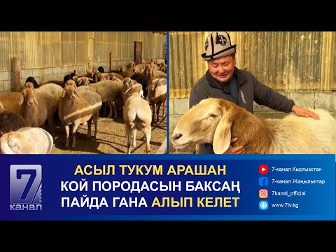 Видео: АСЫЛ ТУКУМ АРАШАН КОЙ ПОРОДАСЫН БАКСАҢ ПАЙДА ГАНА АЛЫП КЕЛЕТ