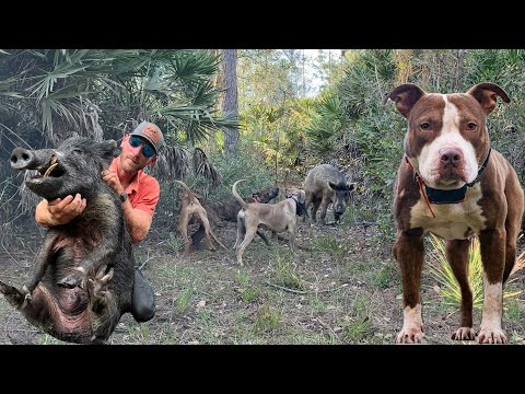 Видео: Используем питбулей для ловли свиней!