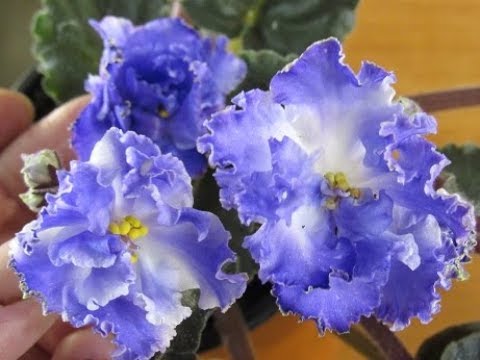 Видео: КУПИЛИ УЦЕНЕННУЮ ФИАЛКУ. ЧТО ДЕЛАТЬ С НЕЙ ДАЛЬШЕ.