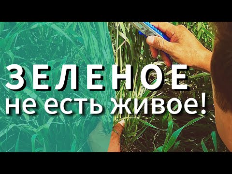 Видео: Морозы убили колос! Зерновые падение урожая 2024!