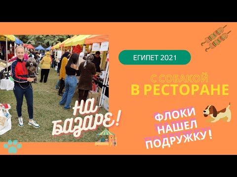 Видео: Где можно пообедать с собакой в Каире. Купили новое одеяло на базаре. У Флоки новая подруга. Египет.