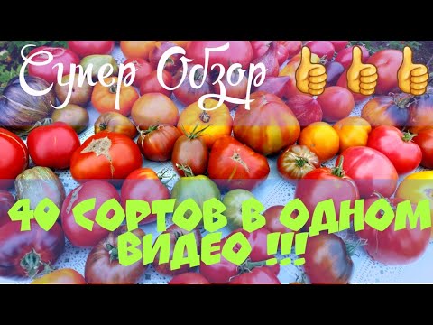 Видео: БОЛЬШОЙ СУПЕРОБЗОР ТОМАТОВ  2025 года.  👍👍👍Свыше 40 сортов в одном видео.