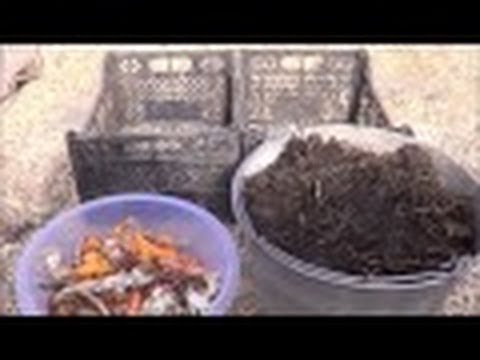 Видео: АТ31 Как мы подбираем корм калифорнийским червям для отправки к покупателю