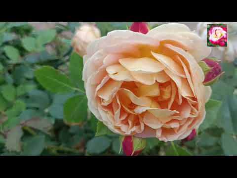 Видео: ГОТОВНОСТЬ РОЗ К УКРЫТИЮ № 1