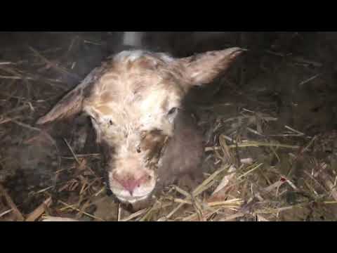 Видео: Окот прошел успешно