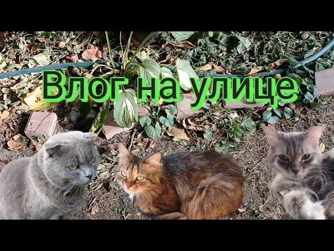 Видео: Влог на улице! | Кошка Алиса, Мышка и Дымка гуляют на улице!