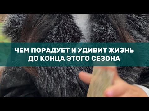 Видео: ☀️🌹🎁ЧЕМ ПОРАДУЕТ И УДИВИТ ЖИЗНЬ ДО КОНЦА ЭТОГО СЕЗОНА #таро #деньги #любовь 