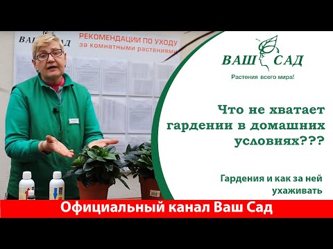 Видео: Почему Гардения чувствует себя плохо в комнатных условиях? Особенности ухода от Ваш сад