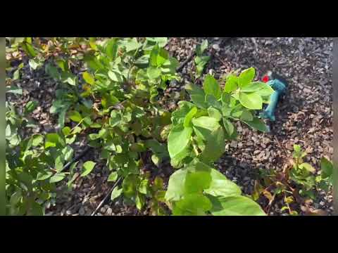 Видео: Догляд за лохиною після збору врожаю. Що потрібно зробити в серпні.