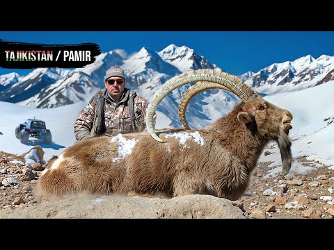 Видео: Трофейная охота на Памире. Памирский козерог (Рекордный выстрел на 1200 м.)