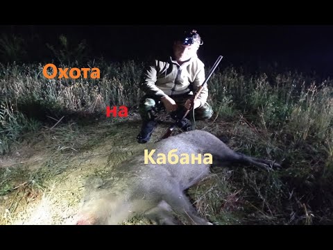 Видео: Охота на Кабана