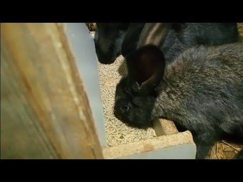 Видео: Зайцам новый корм как пойдет рост#кролик #рационпп #деревня #дача 