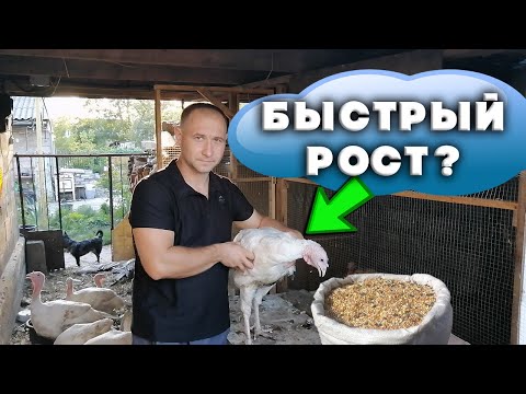 Видео: Чем кормить индюков для хорошего роста?