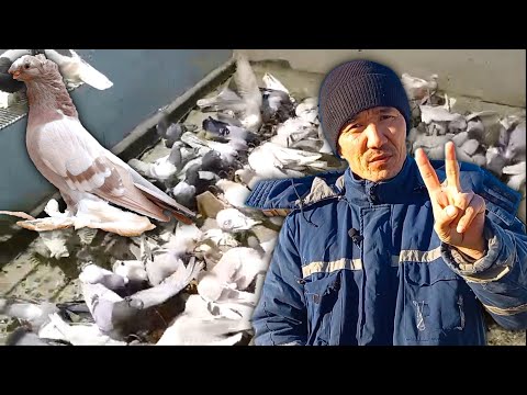 Видео: Голуби Бахтияра за миллион! Двухчубые голуби. Tauben. Pigeons. Palomas. Pombos. 비둘기.