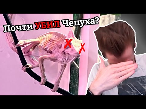 Видео: Заквиель чуть не УБИЛ Чепуха Пятерки? | Заквиель рассказывает как заботился о Чепухе
