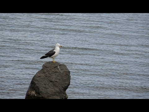Видео: Фильм ГТРК Владивосток "Океанская эскадра"