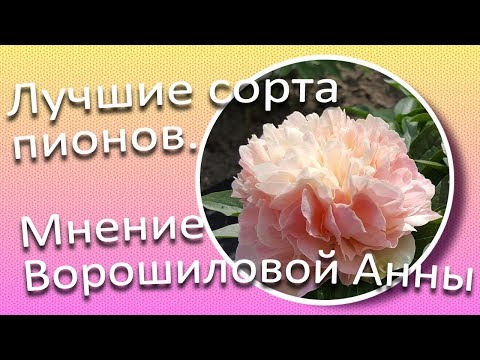 Видео: Лучшие сорта пионов. Мнение Ворошиловой А.Б. / Сад Ворошиловой