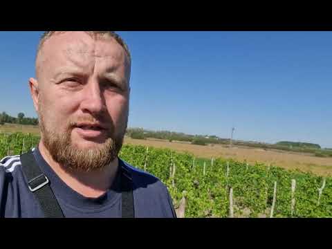 Видео: Огляд новинок 🍇 ч.1