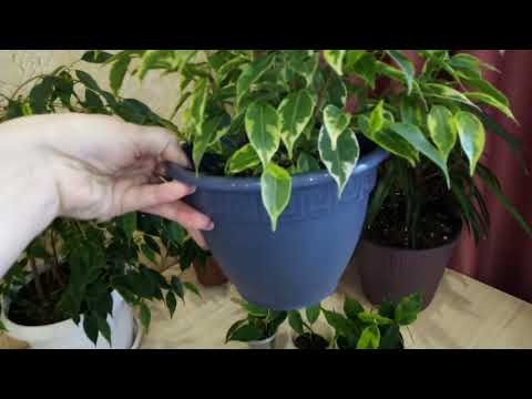 Видео: Комнатные цветы. Мои фикусы. Новичок.