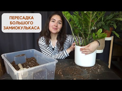 Видео: КАК пересадить ЗАМИОКУЛЬКАС / Тестируем горшки BELONO