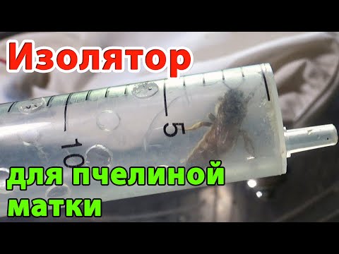 Видео: Поймал матку при выходе роя. Изолятор пчелиной матки из медицинского шприца