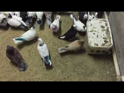 Видео: #Pigeons.Как паровать голубей и какие гены передаются птенцов.