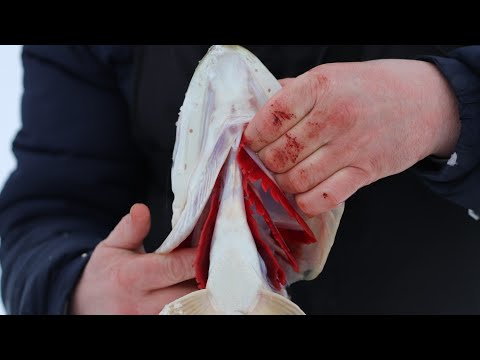 Видео: ПОЙМАЛ ОГРОМНУЮ ЩУКУ. РЫБАЛКА на ЖЕРЛИЦЫ. Ловля щуки на  озере Вуокса.