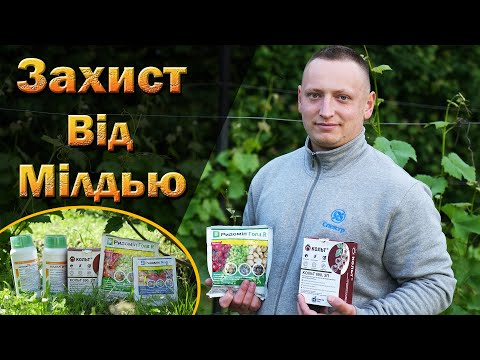 Видео: Небезпека розвитку мілдью на винограді. Засоби захисту від несправжньої брошнистої роси