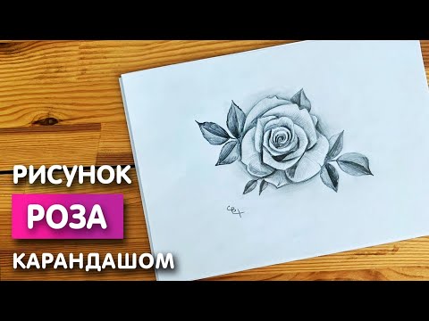 Видео: Рисунок розы простым карандашом | Срисовка картинки для начинающих поэтапно и легко