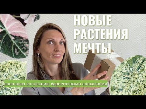Видео: Распаковка новых растений | Приобрела вариегатные алоказии из списка желаний