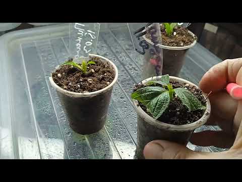 Видео: РЕКОМЕНДУЮ!!! ОШИБКИ ПРИ ЧЕРЕНКОВАНИИ ГОРТЕНЗИЙ , ПРИВОДЯЩИЕ К ЗАГНИВАНИЮ!!